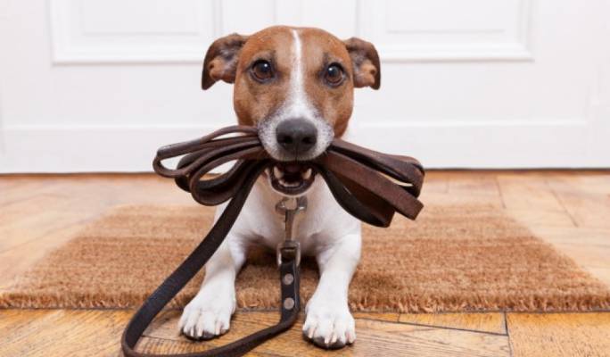 vaccination against parvovirus